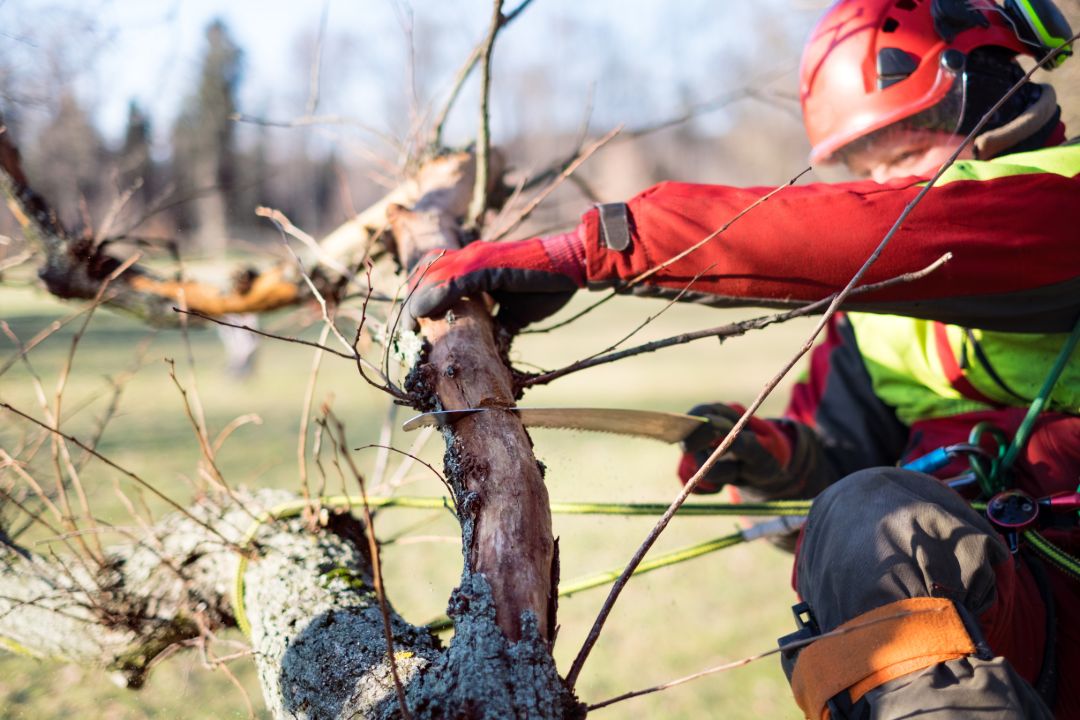Tree Pruning Sydney