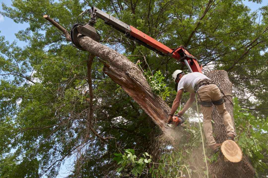 Tree Removal Chatswood