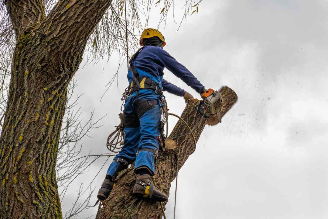 Tree Removal Chatswood