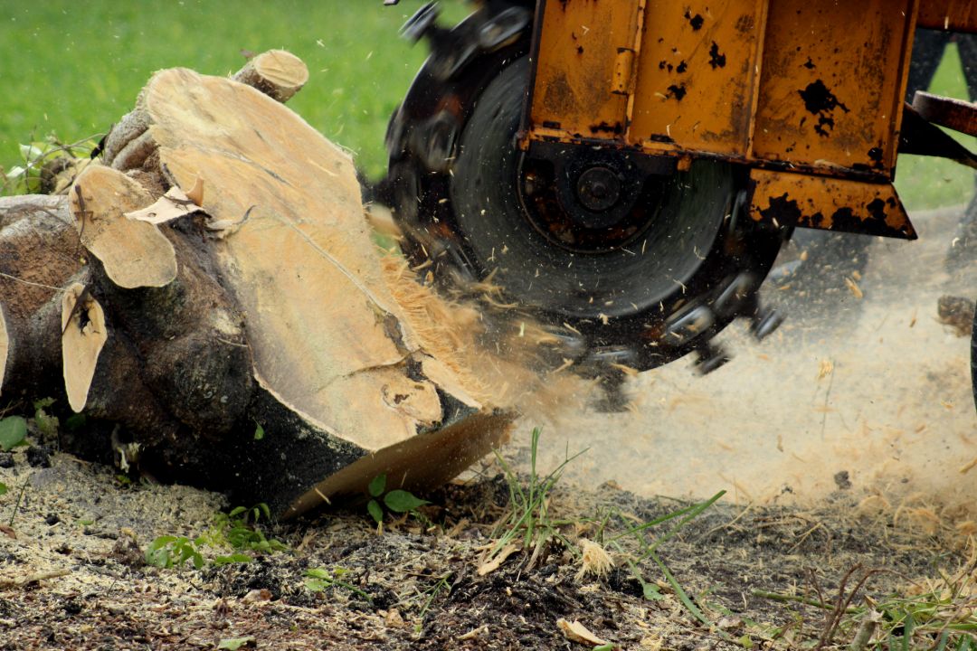 Tree Removal Mosman