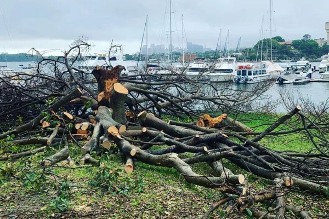 Tree Removal St Ives