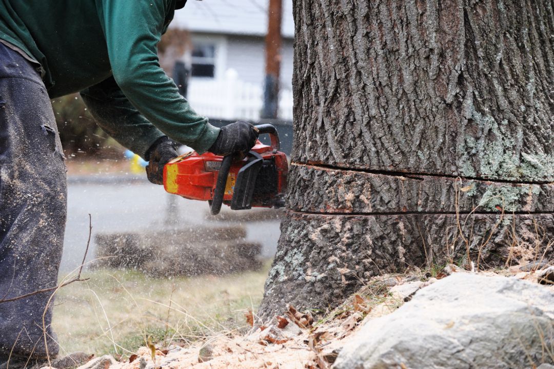 Tree Removal Mosman